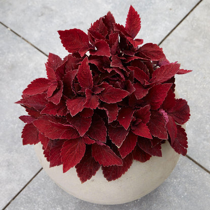 Sweet Paprika Premium Sun Coleus Seeds