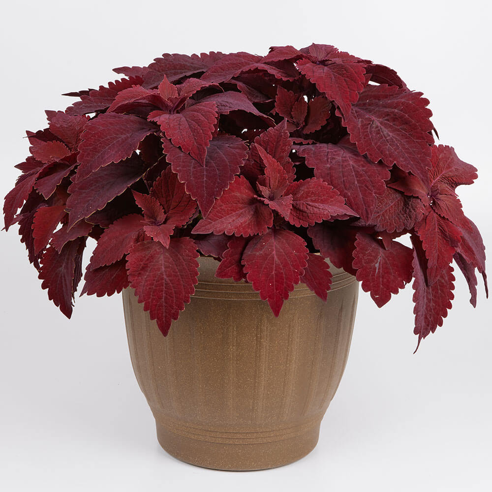 Sweet Paprika Premium Sun Coleus Seeds