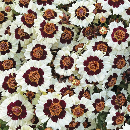 'Corusco Cream-Red' Coreopsis Seeds