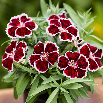 Diana Crimson Bicolor Dianthus Seeds