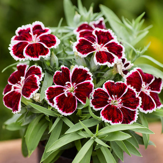 Diana Crimson Bicolor Dianthus Seeds