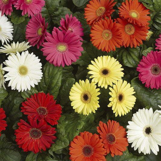 Bengal™ Mix Gerbera Seeds