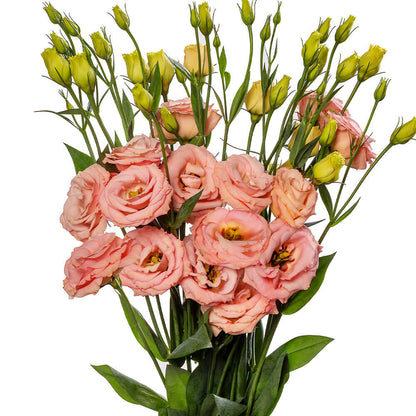 LisAdora® Apricot III Lisianthus Seeds