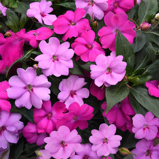 Solarscape® XL Brilliant Gems Mix Impatiens Seeds