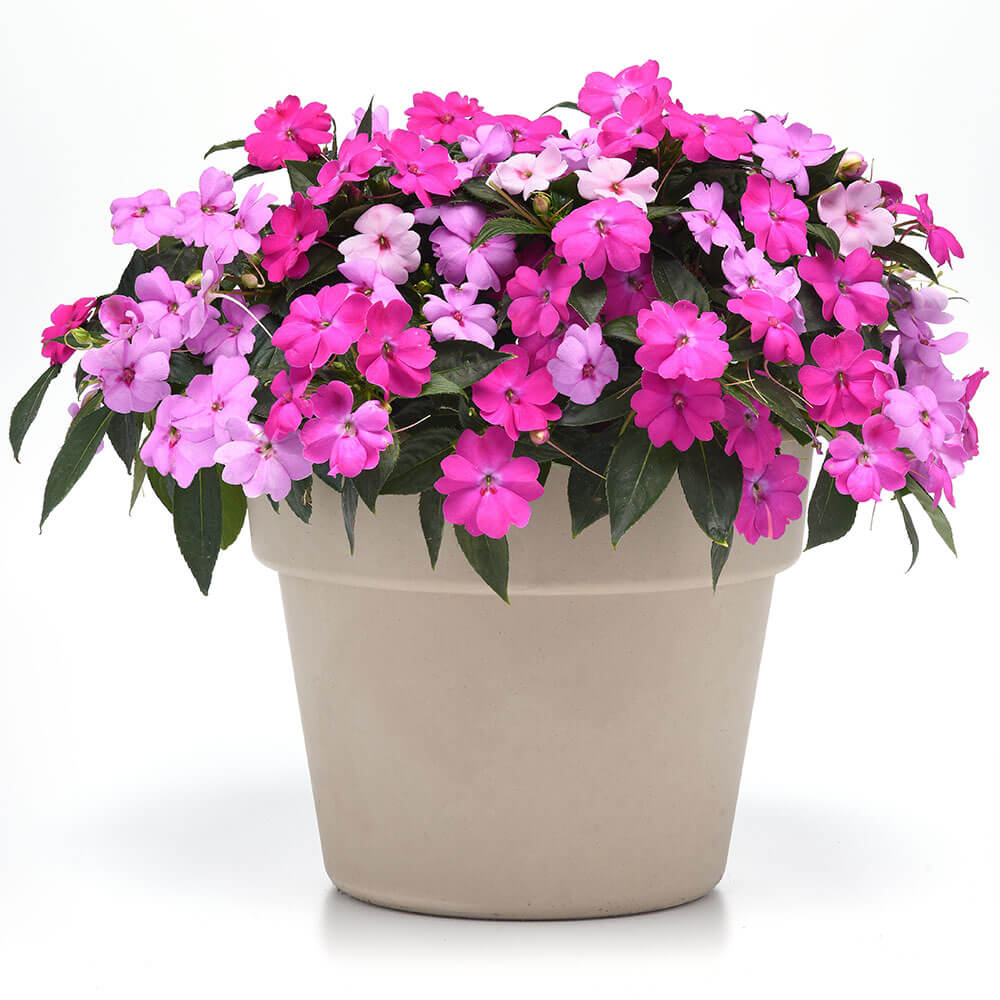 Solarscape® XL Brilliant Gems Mix Impatiens Seeds – Park Seed