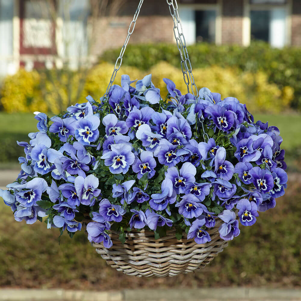 pansy seed to flower time Top Wave™ Marina Pansy Seeds