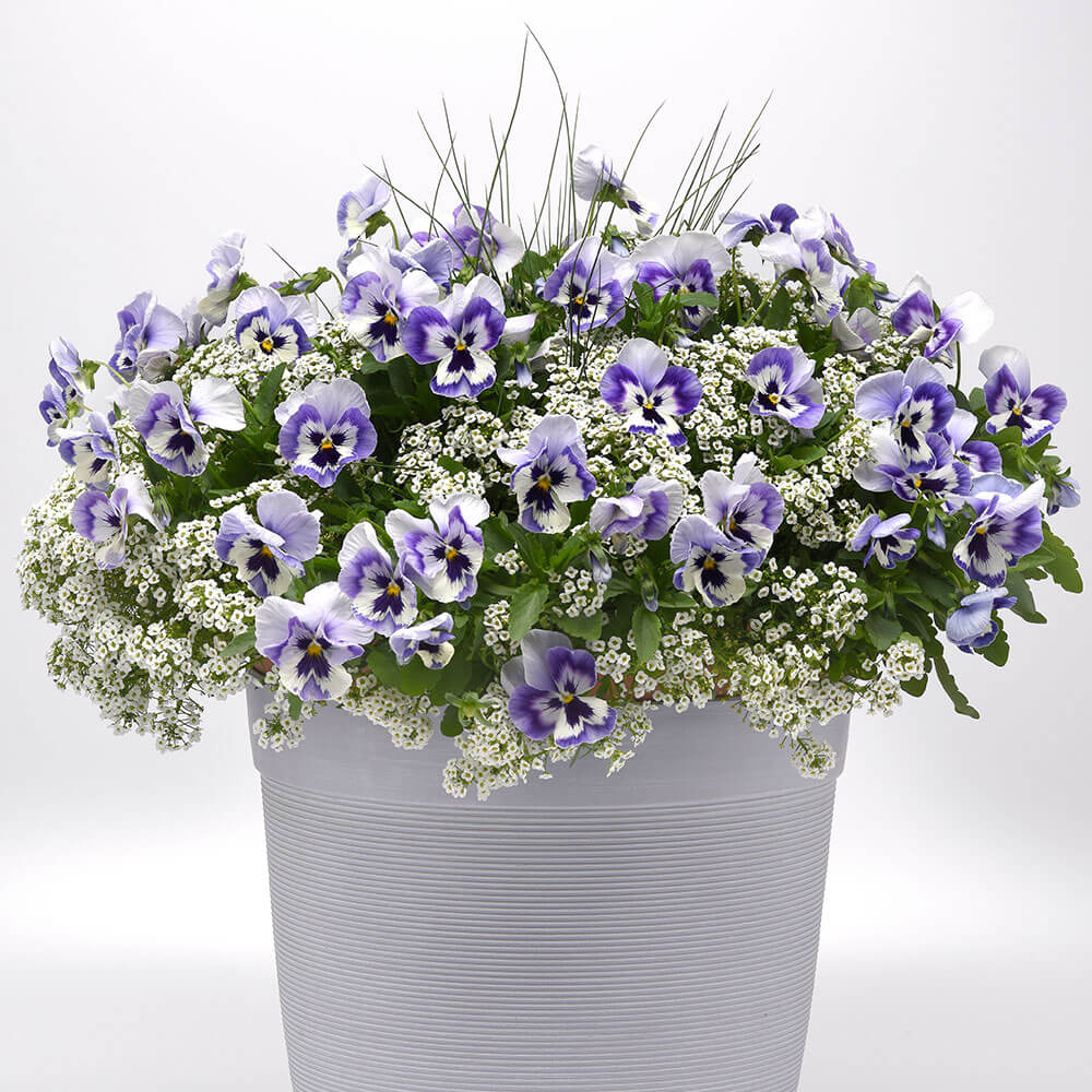 Top Wave™ Marina Pansy Seeds – Park Seed