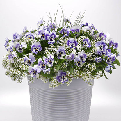 Top Wave™ Marina Pansy Seeds