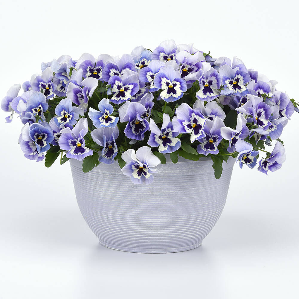 Top Wave™ Marina Pansy Seeds – Park Seed