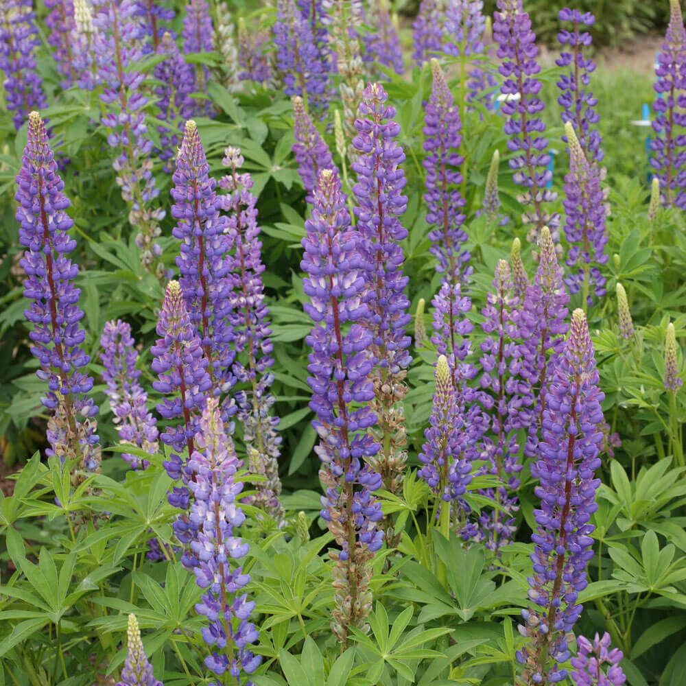 Perennial Lupine Seeds
