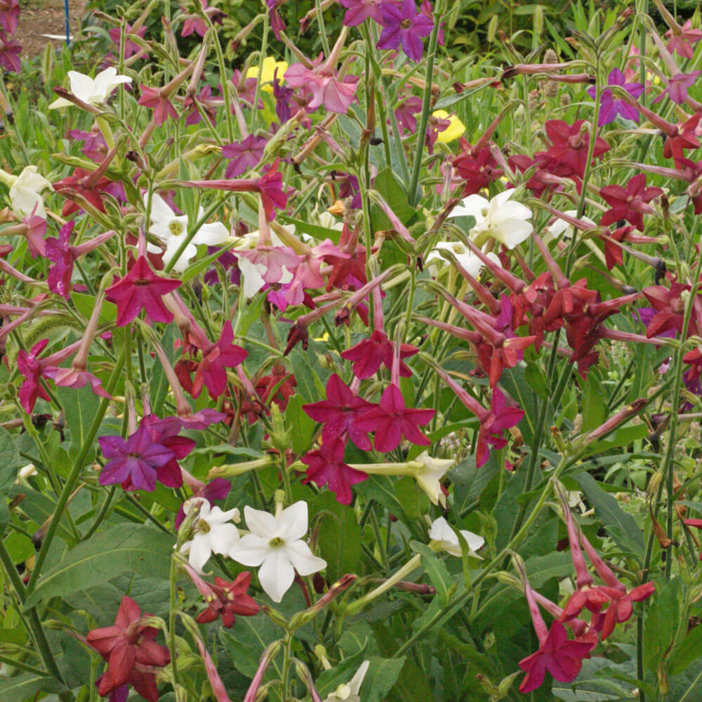 'Sensation Mix' Flowering Tobacco Seeds