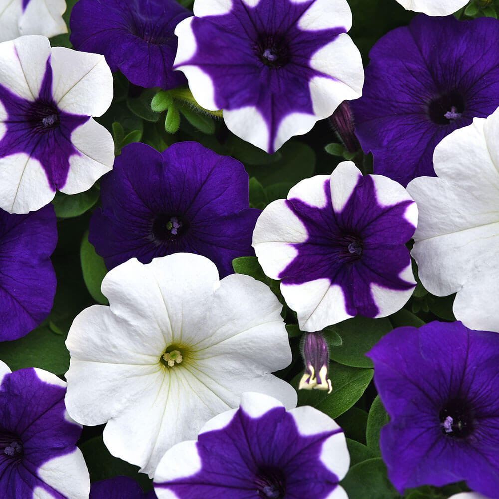 E3 Easy Wave® Déjà Vu Mix Petunia Seeds – Park Seed