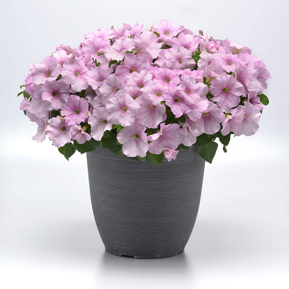 Easy Wave® Pink Pearl Petunia Seeds