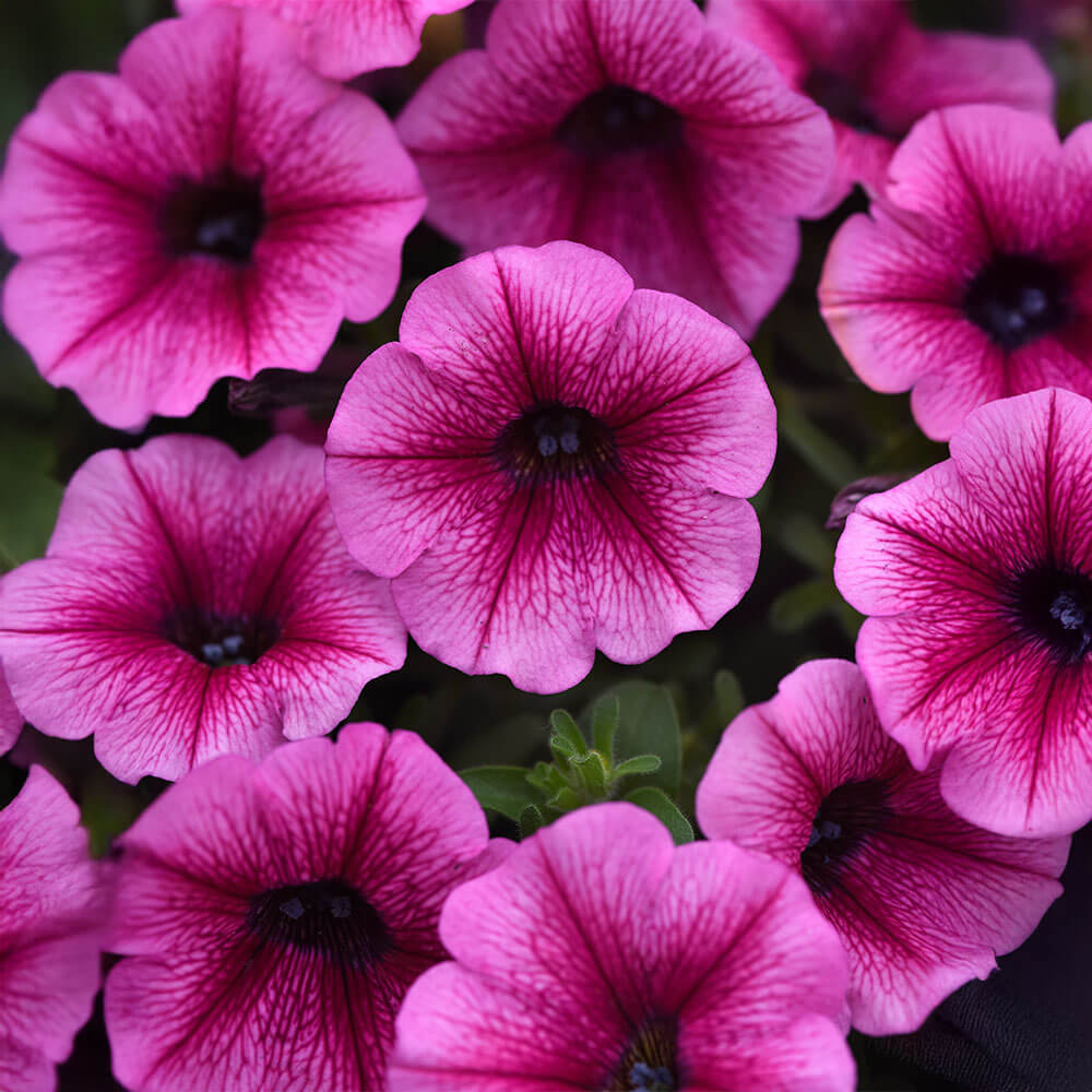 Shock Wave® Rose Vein Petunia Seeds