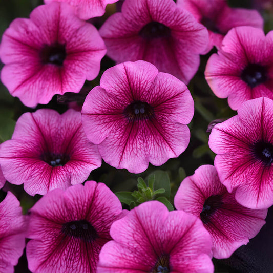 Shock Wave® Rose Vein Petunia Seeds