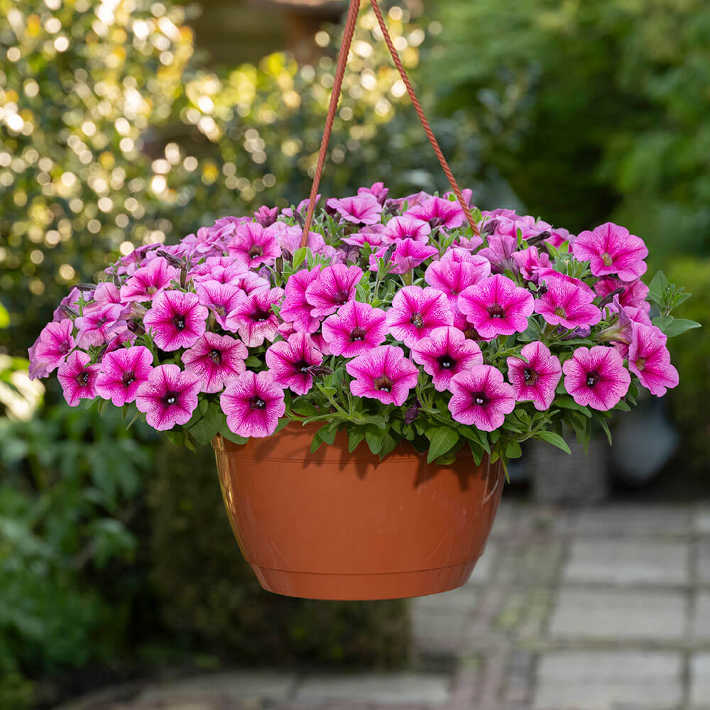 Shock Wave® Rose Vein Petunia Seeds