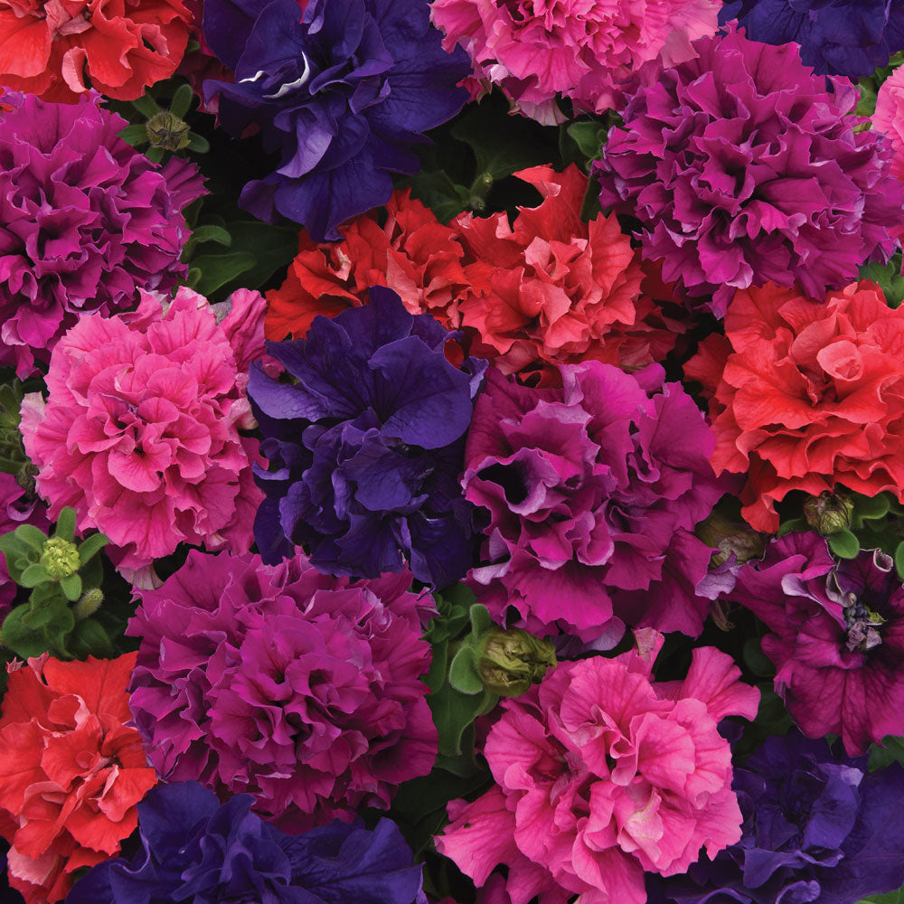 Double Cascade Bold Mix Petunia Seeds