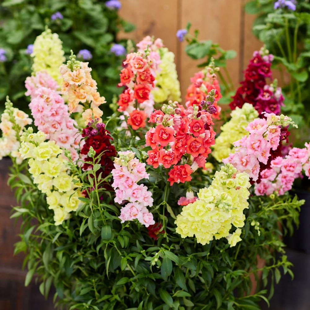 Park Seed DoubleShot Snapdragon Seeds