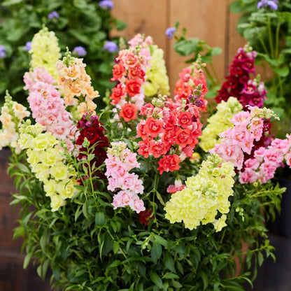 DoubleShot™ Mix Snapdragon Seeds