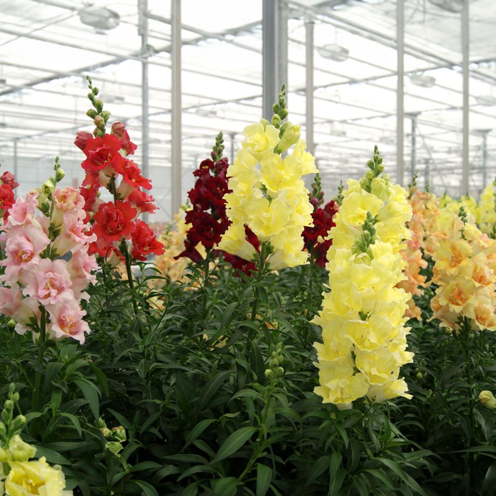 Park Seed DoubleShot Snapdragon Seeds - Thumbnail 3