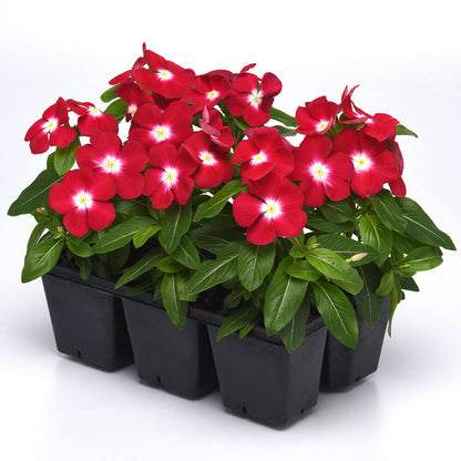 Pacifica XP Red Halo Vinca Seeds