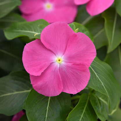 Pacifica XP Pink Vinca Seeds