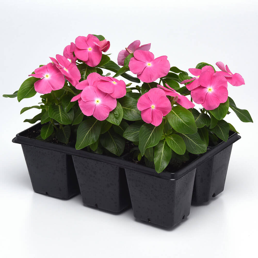 Pacifica XP Pink Vinca Seeds – Park Seed