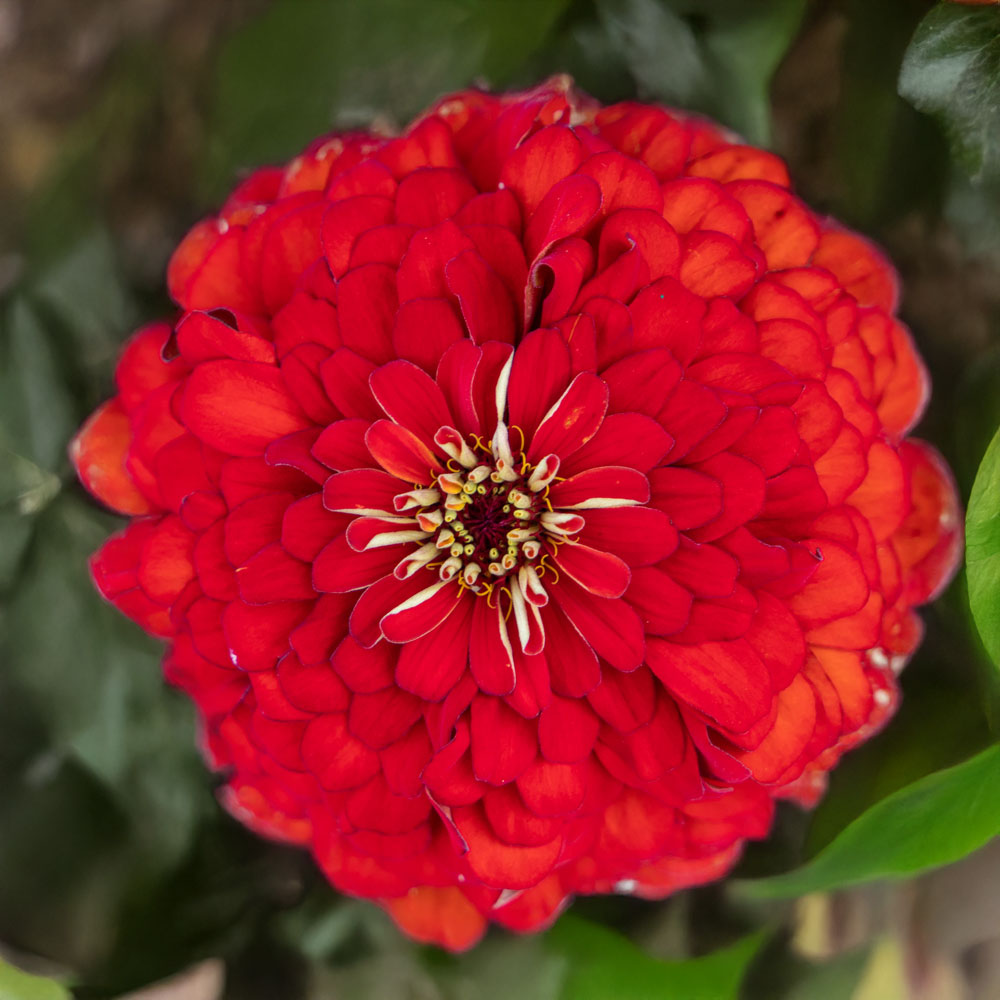 Park's Picks Scarlet Zinnia Seeds