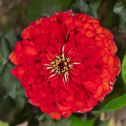 Park's Picks Scarlet Zinnia Seeds