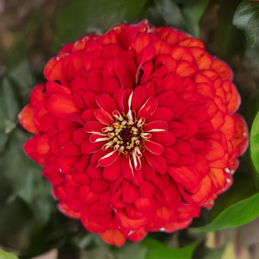 Park's Picks Scarlet Zinnia Seeds