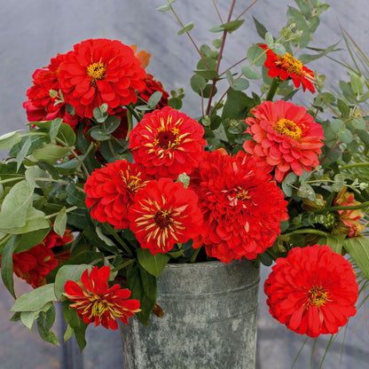 Park's Picks Scarlet Zinnia Seeds