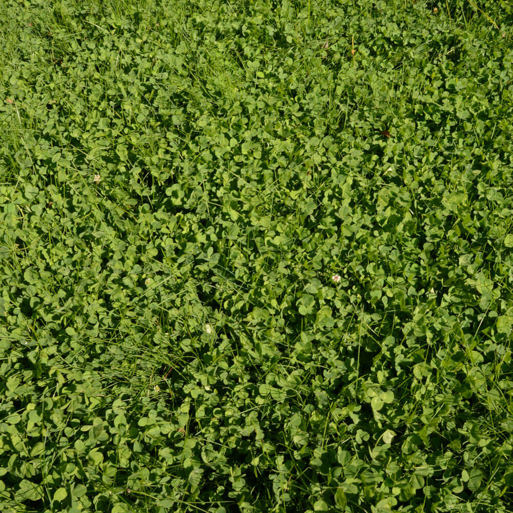 EcoEase Microclover and Fescue Lawn Mix Seeds