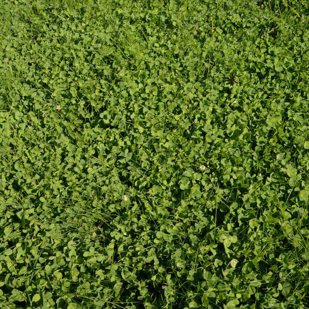 EcoEase Microclover and Fescue Lawn Mix Seeds – Park Seed