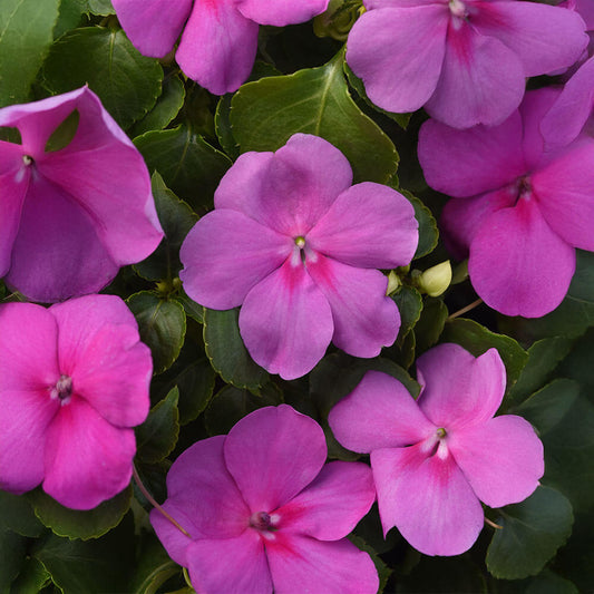 Beacon® Blue Pearl Impatiens Seeds