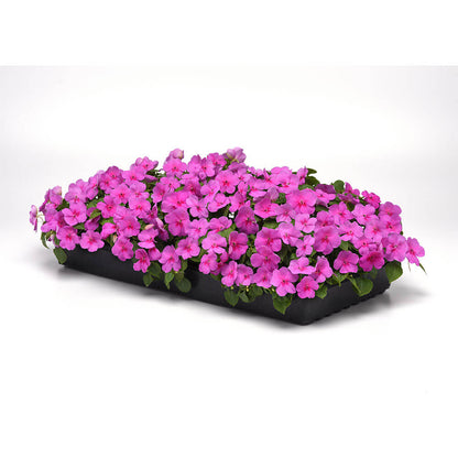 Beacon® Blue Pearl Impatiens Seeds