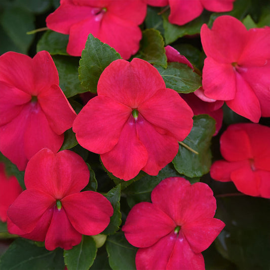 Beacon® Lipstick Impatiens Seeds