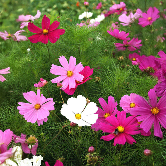 Dwarf Sensation Early Mix Cosmos Seeds