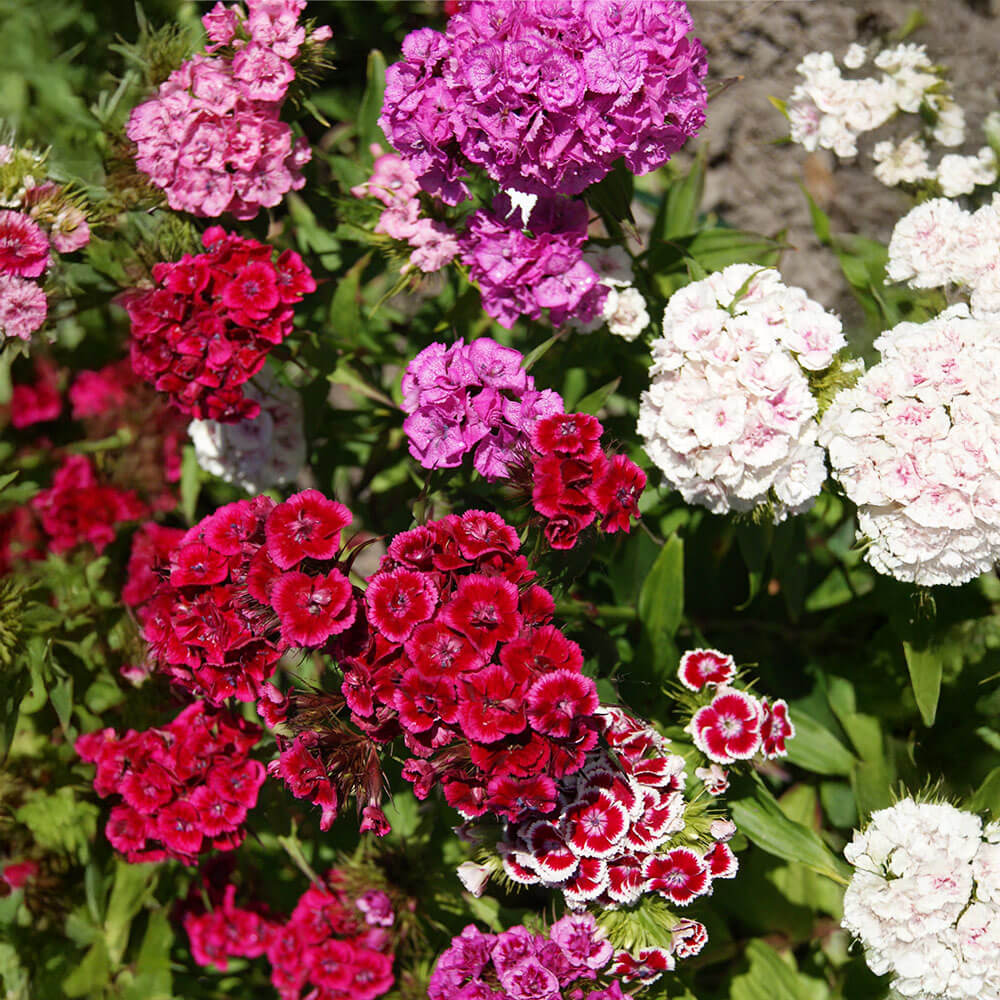 Super Duplex Mix Dianthus Seeds
