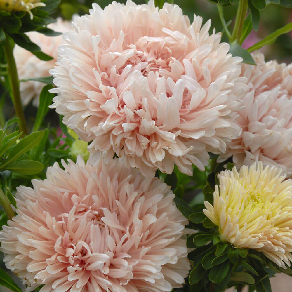 Park's Picks Apricot Aster Seeds
