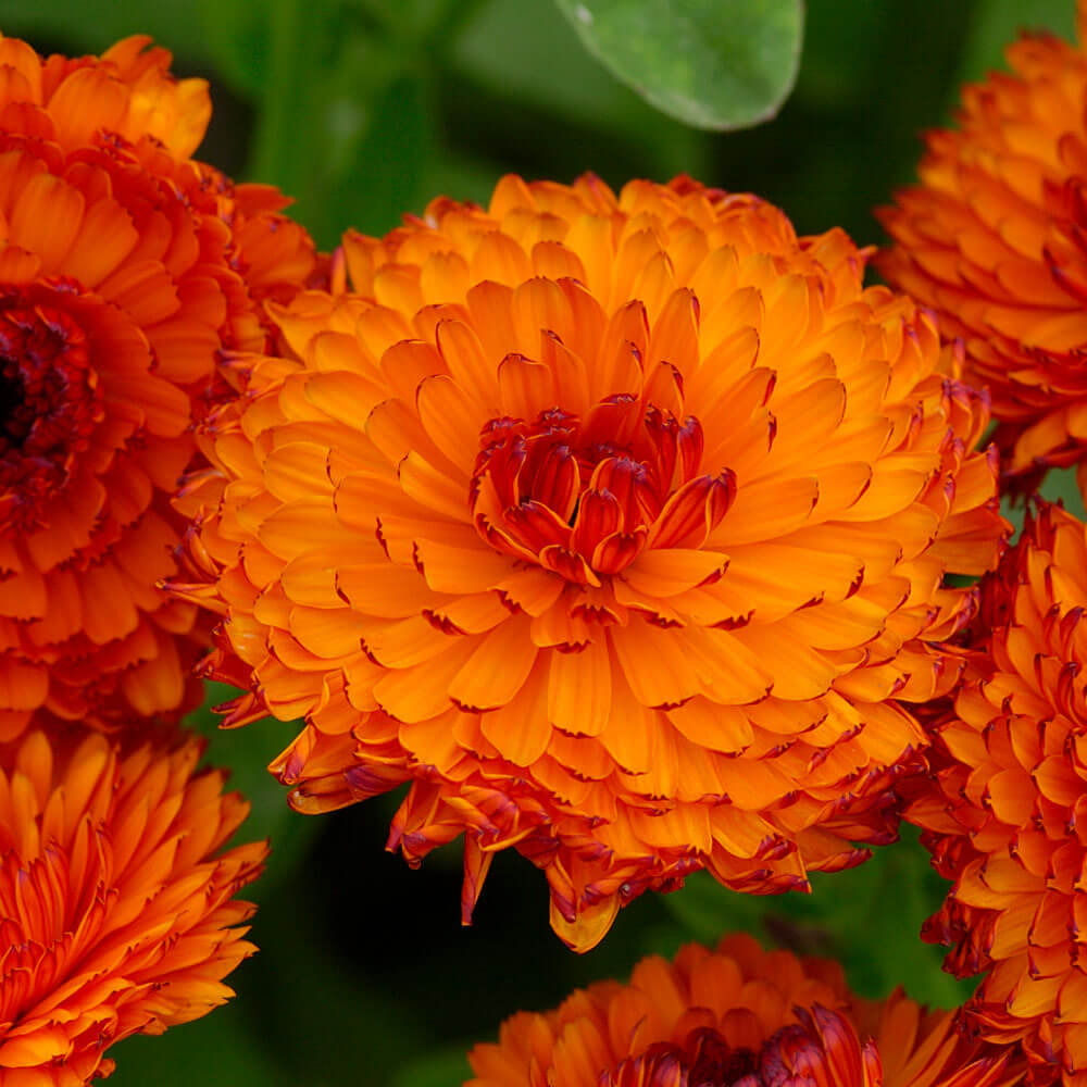 Neon Calendula Seeds