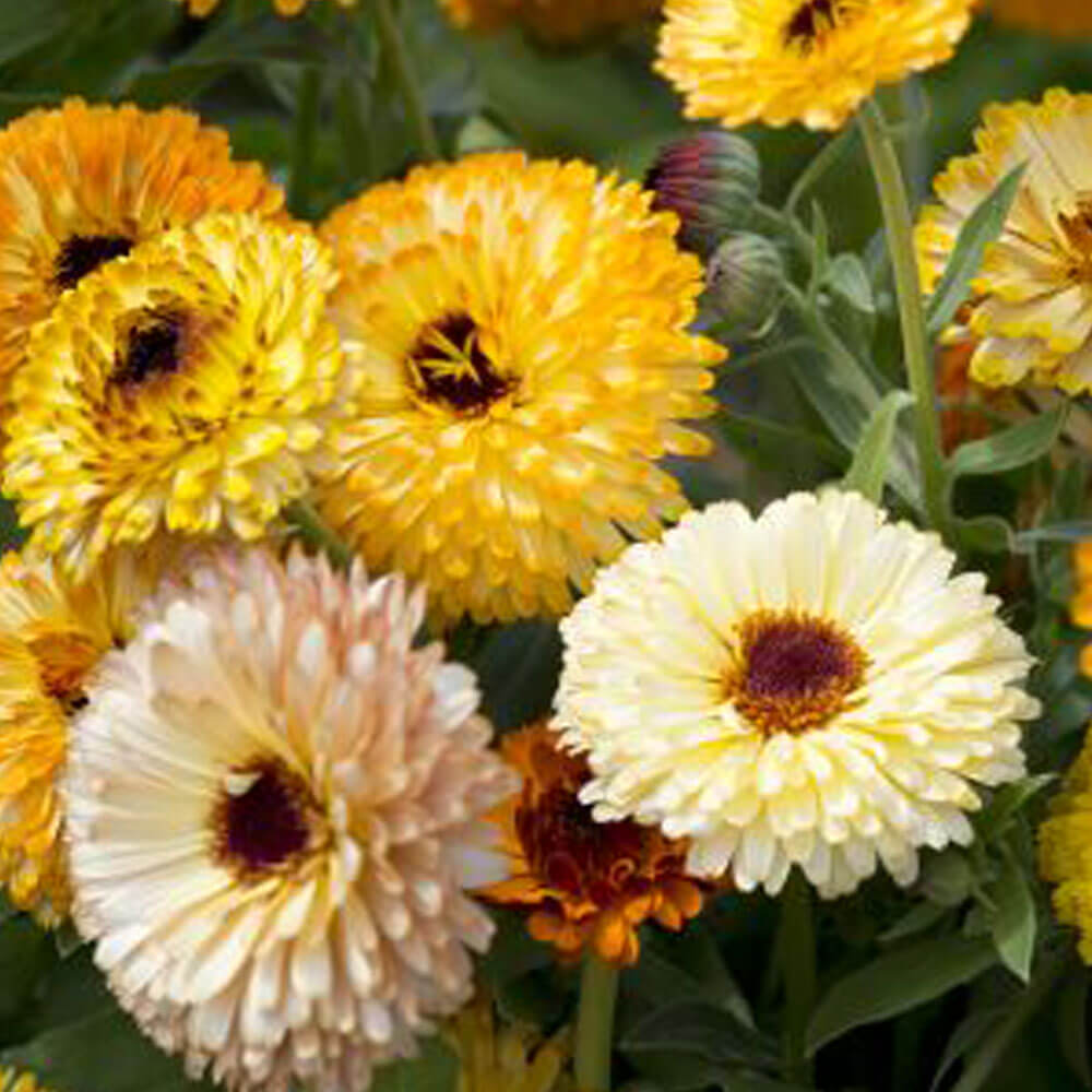 Playtime Mix Calendula Seeds