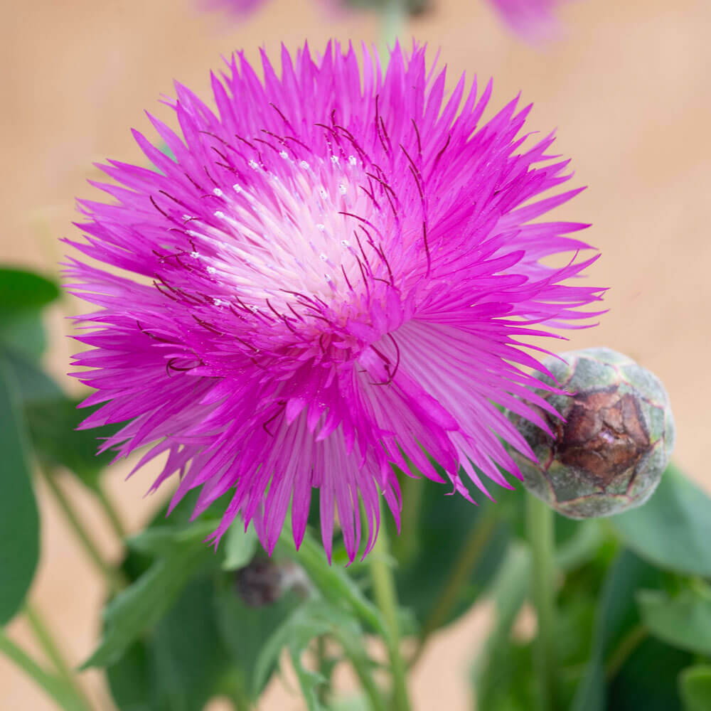 Graciosa Cornflower Seeds