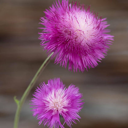 Graciosa Cornflower Seeds
