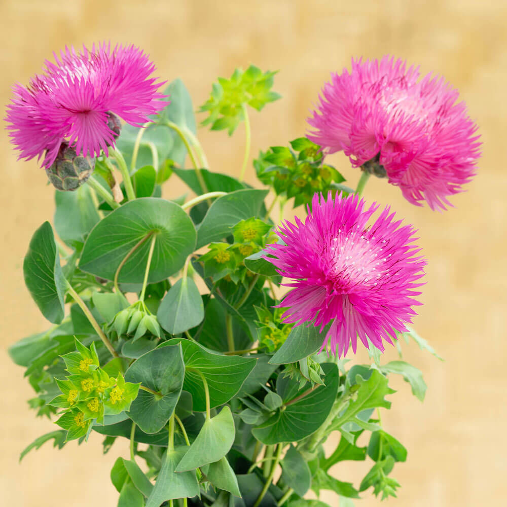 Graciosa Cornflower Seeds