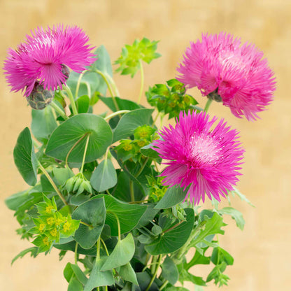 Graciosa Cornflower Seeds