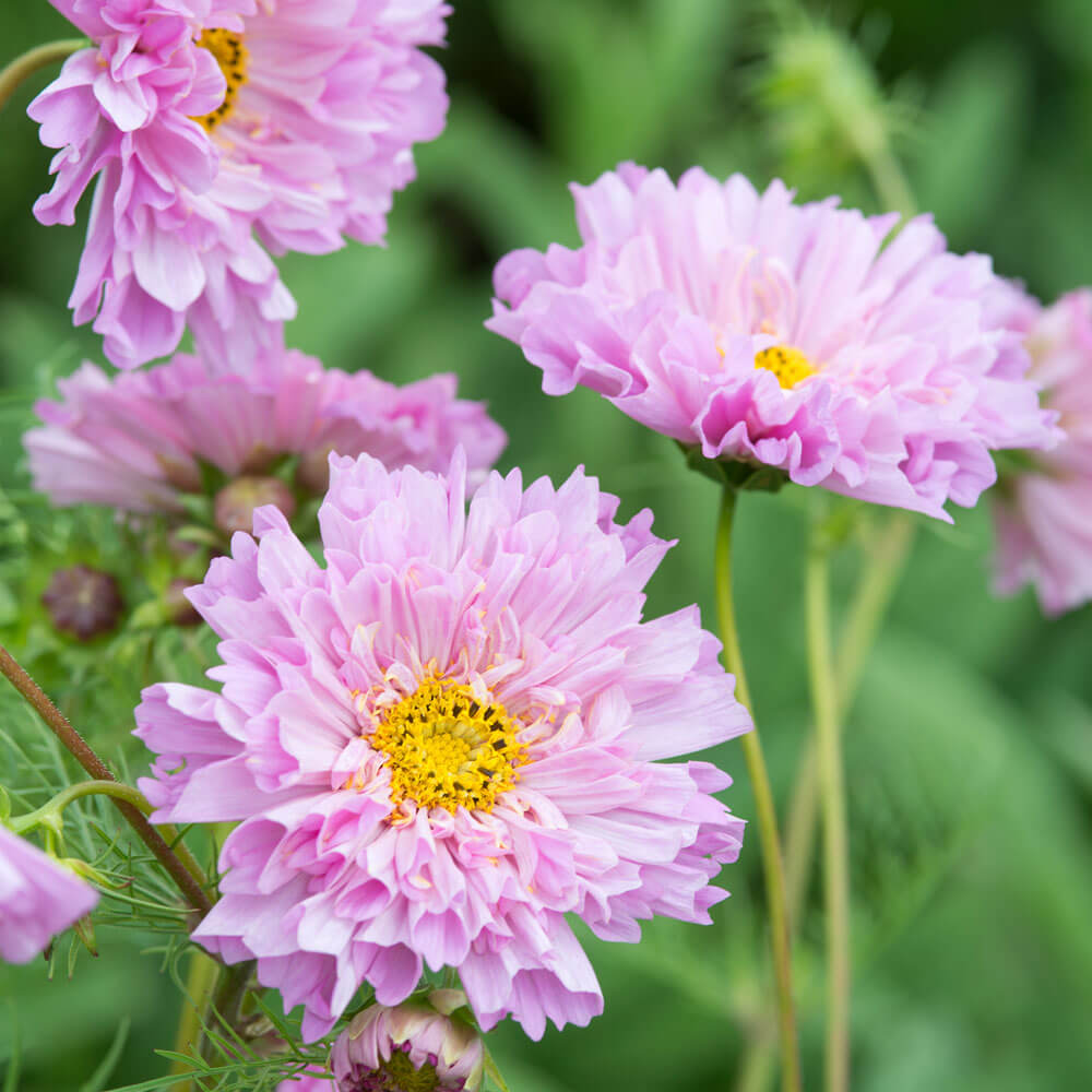 Double Dutch Pink Cosmos Seeds