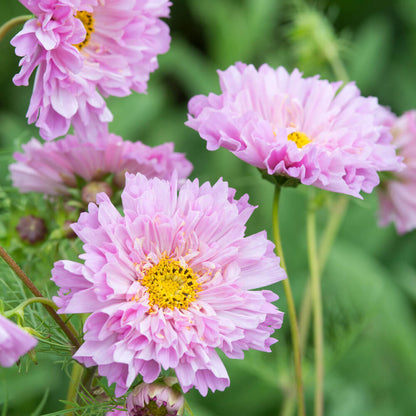 Double Dutch Pink Cosmos Seeds