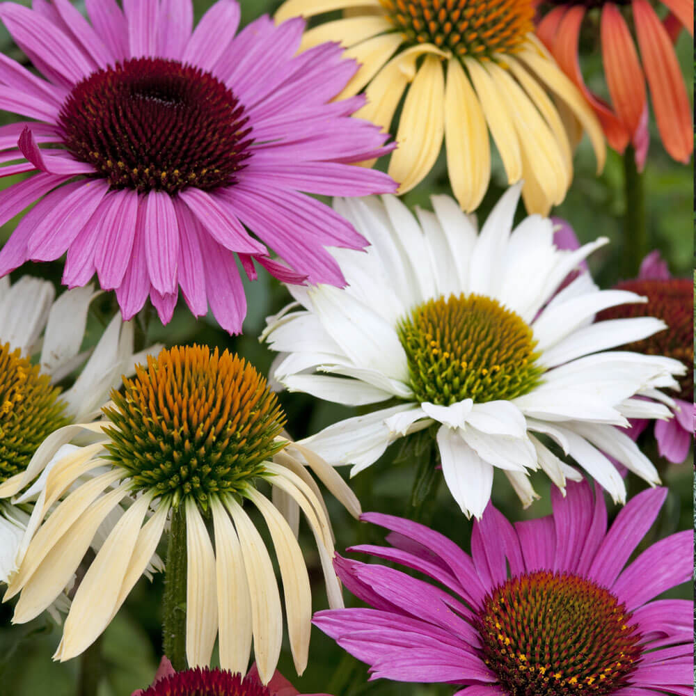 echinacea strawberry and cream seeds Paradiso Tall Mix Coneflower Seeds – Park Seed