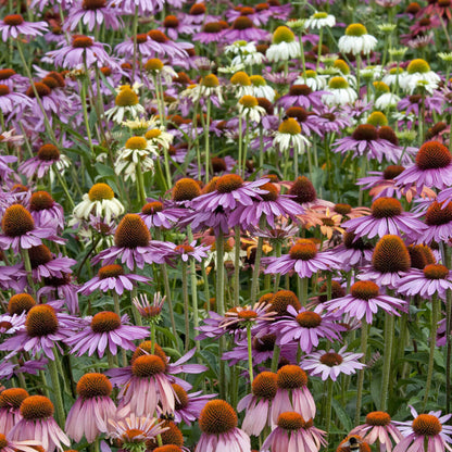 Paradiso Tall Mix Coneflower Seeds