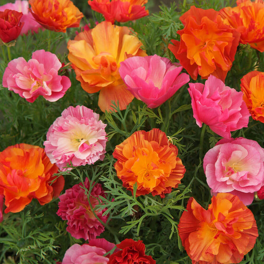 XL Jelly Beans California Poppy Seeds